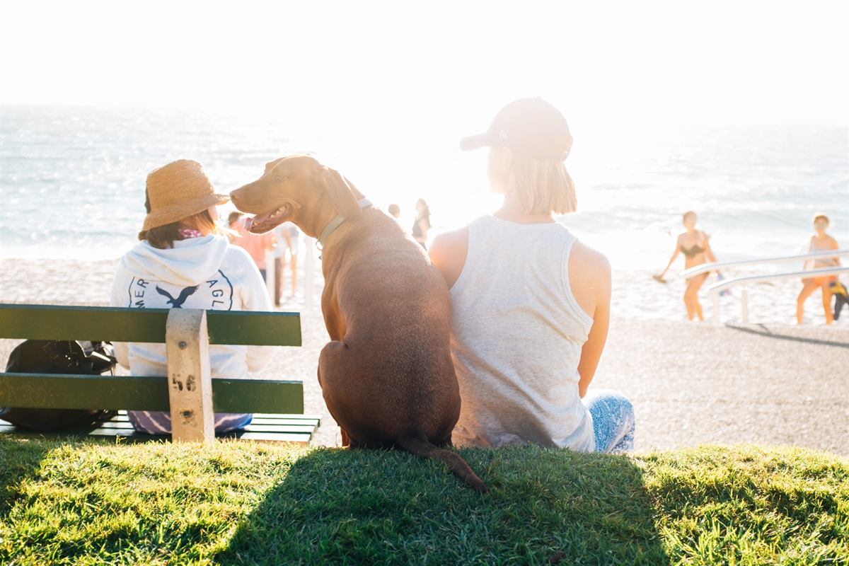 A couple sitting together by the water with their dog